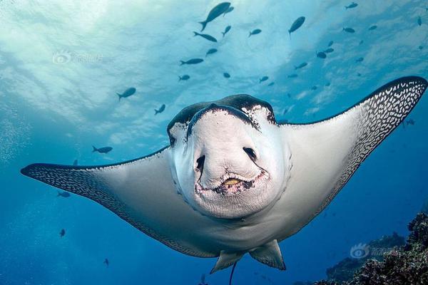 Amy Uyematsu Publishes New Poetry Collection