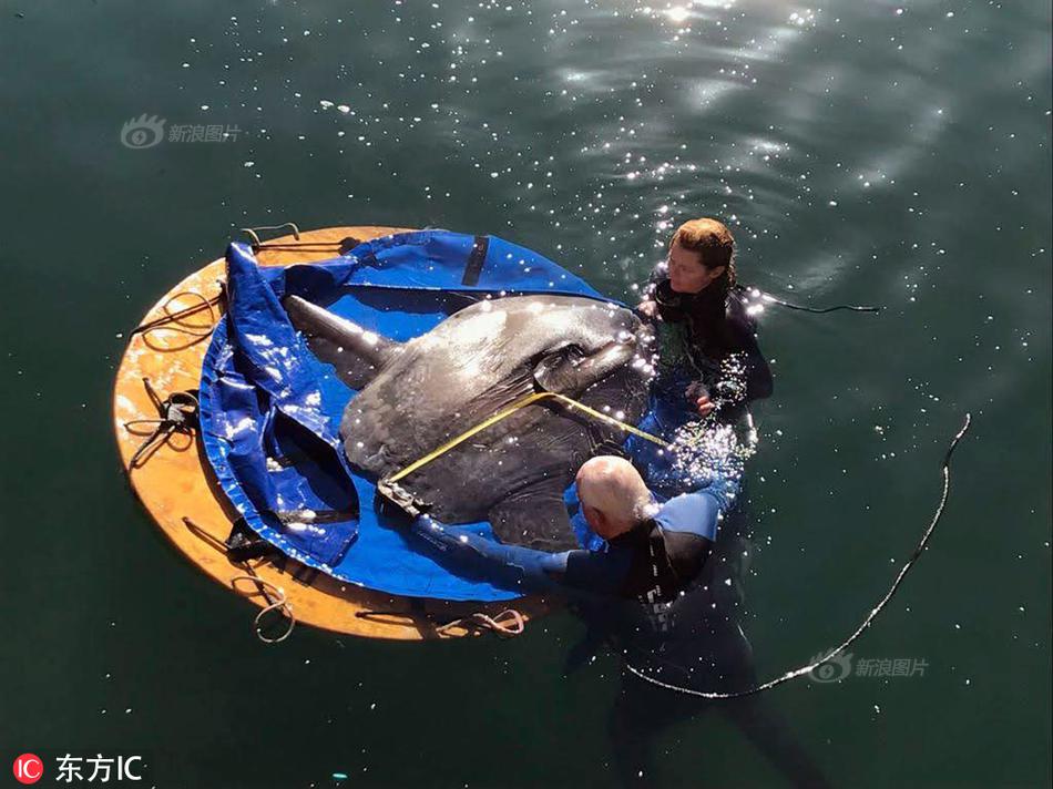 Best altcoin to buy now? BPENGU builds on BTC’s momentum, raises over $1.5M