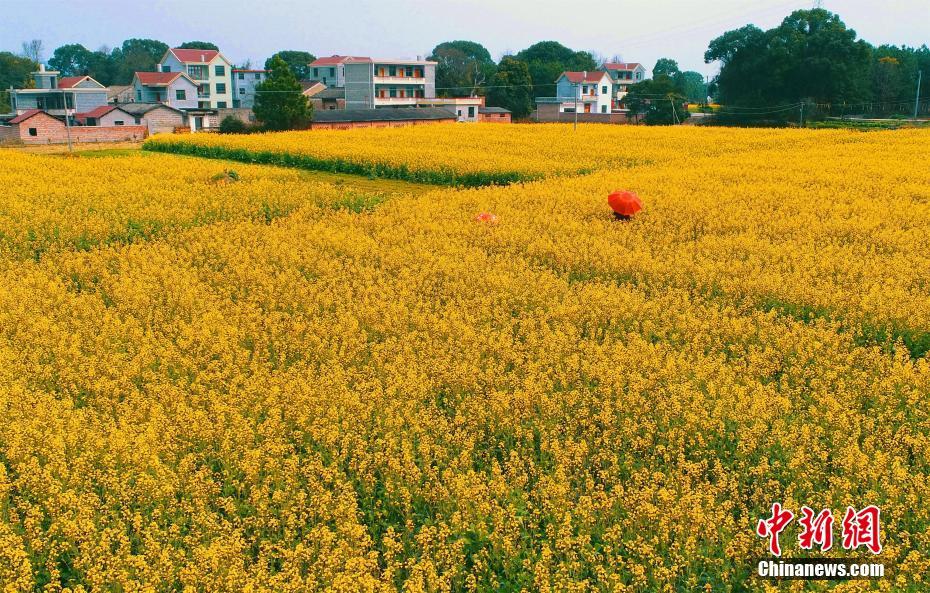 Sky Protocol buyback program starts paying off as SKY token jumps 12%