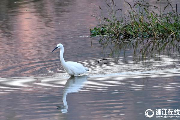 Best altcoin to buy now? BPENGU builds on BTC’s momentum, raises over $1.5M