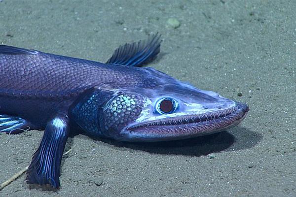 Is 0G price set for breakout to $10 amid $3.3 billion volume surge?