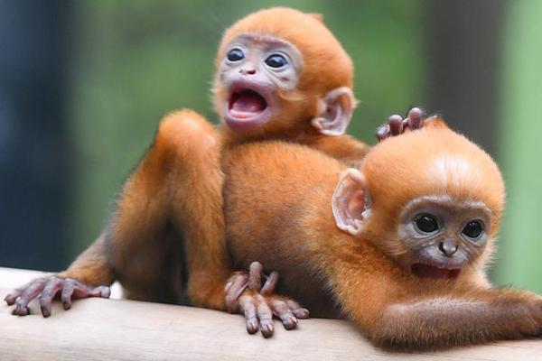 BNB hits a new ATH of $804. How high can it go? Check forecast