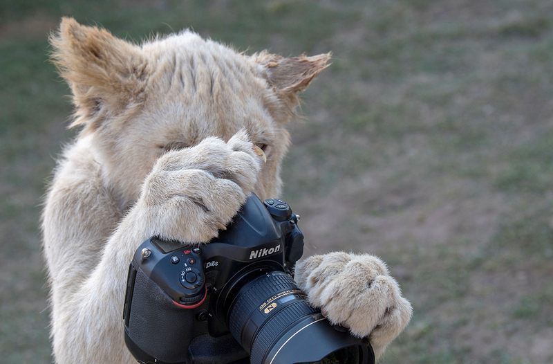 Ethereum price hits its six-month high on record ETF inflows