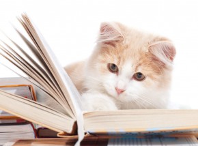 Why is Zerebro cryptocurrency price rising?