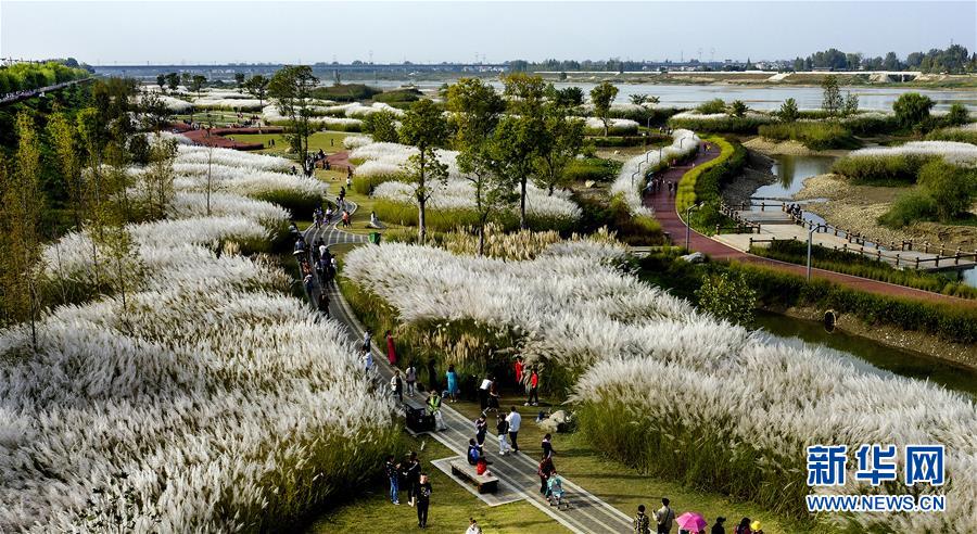 Orchid price forecast as OXT/USD rallies 30%, volume up 500%