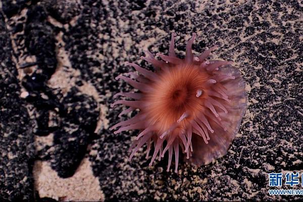 Metacade Crypto Presale – What You Need To Know Before You Invest