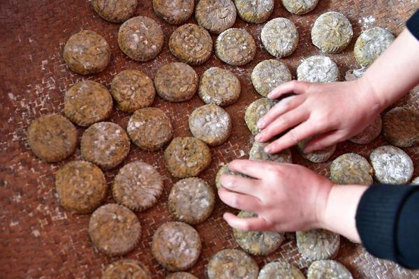 KAITO price prediction after Kaito Pro Mobile Beta update