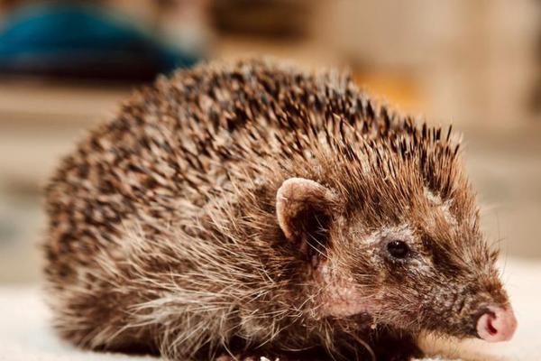 $1.6M raised one month into Shiba Memu presale, BitMart listing announced