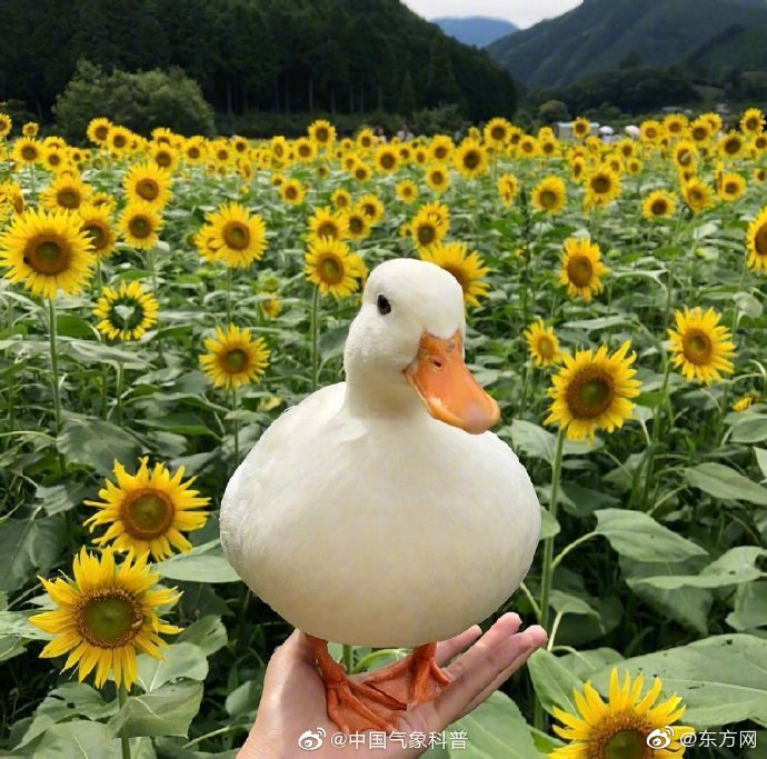 OBITUARY: Mas Fujimoto, 92; Longtime Koyasan Troop 379 Scout Leader