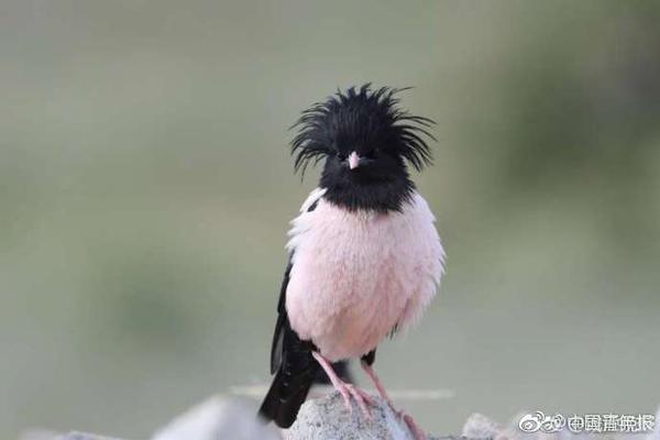 Binance fined €3.3M by Dutch Central Bank over unlicensed operations