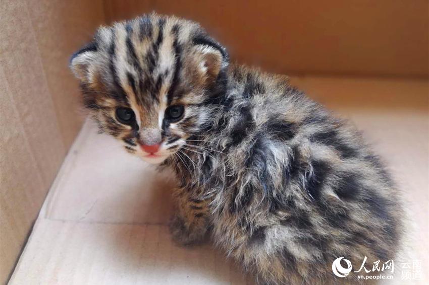 Bitget earmarks another $100 million for global expansion