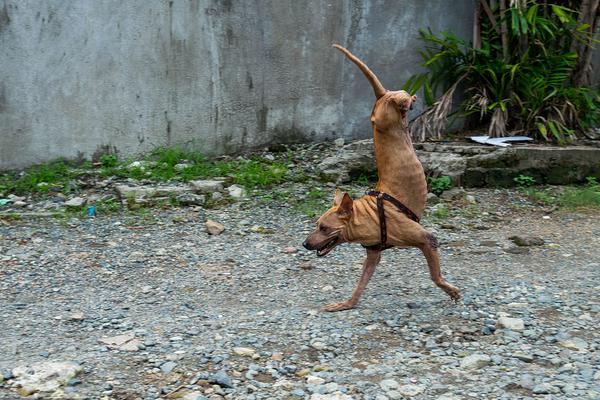 Four Arrested After Throwing Apple Crumble And Custard At Crown Display In London